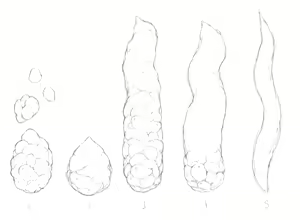 Page 273 of Catame - 2026 - preview thumbnail