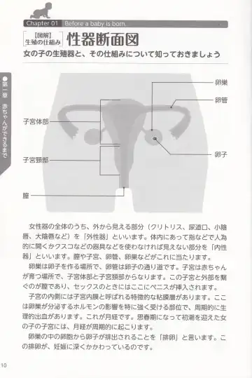 やらなくても解る性交と妊娠詳細解説 赤ちゃんのつくり方 Fhentai - Page 12