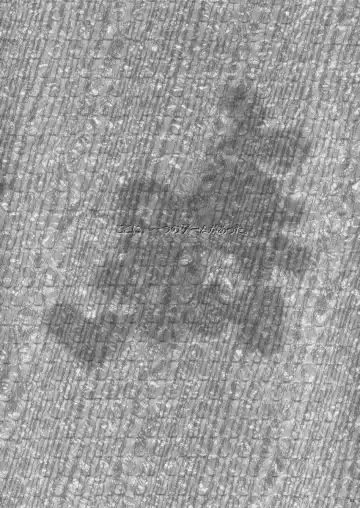 [Macop] Kuro Black Noir Fhentai - Page 3