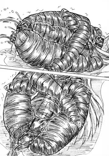 [Sumomo Ex] kousoku futanari musume Fhentai - Page 9