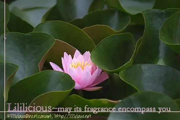 [Asagi Ryu] I Fell in Love for the First Time Ch.1-4 Fhentai - Page 59